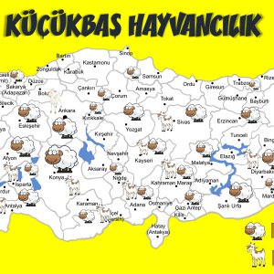 küçükbaş  hayvancılık.jpg