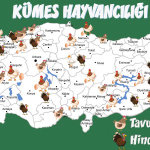 kümes hayvancılığı.jpg